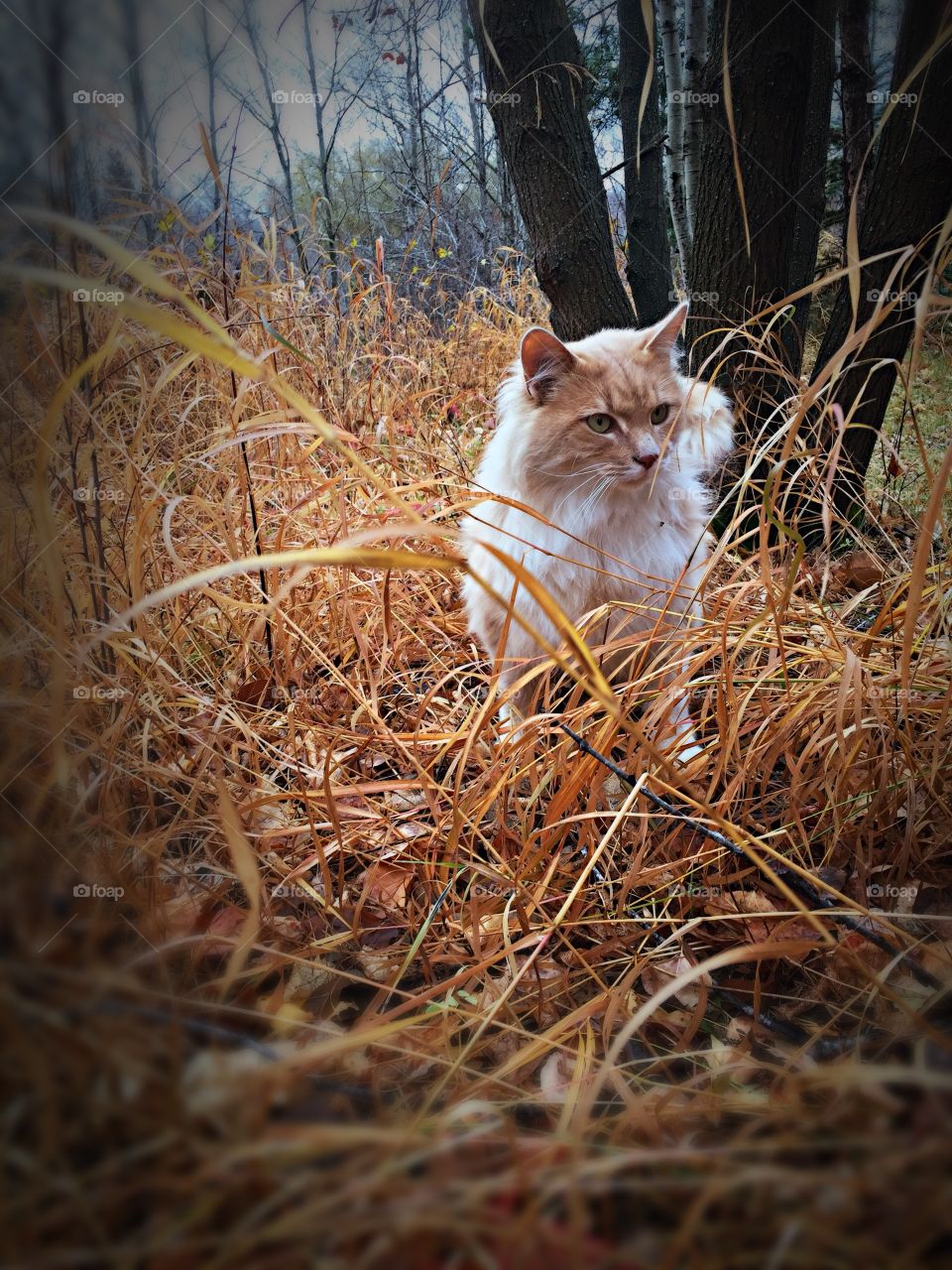 An orange cat in the grass