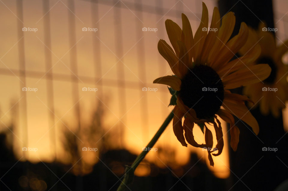Sunset behind the sunflower