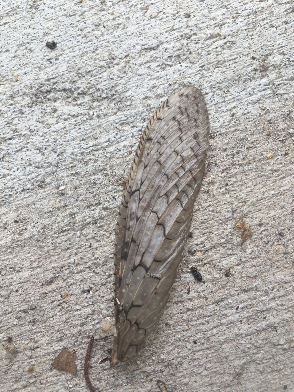 Discarded wing.