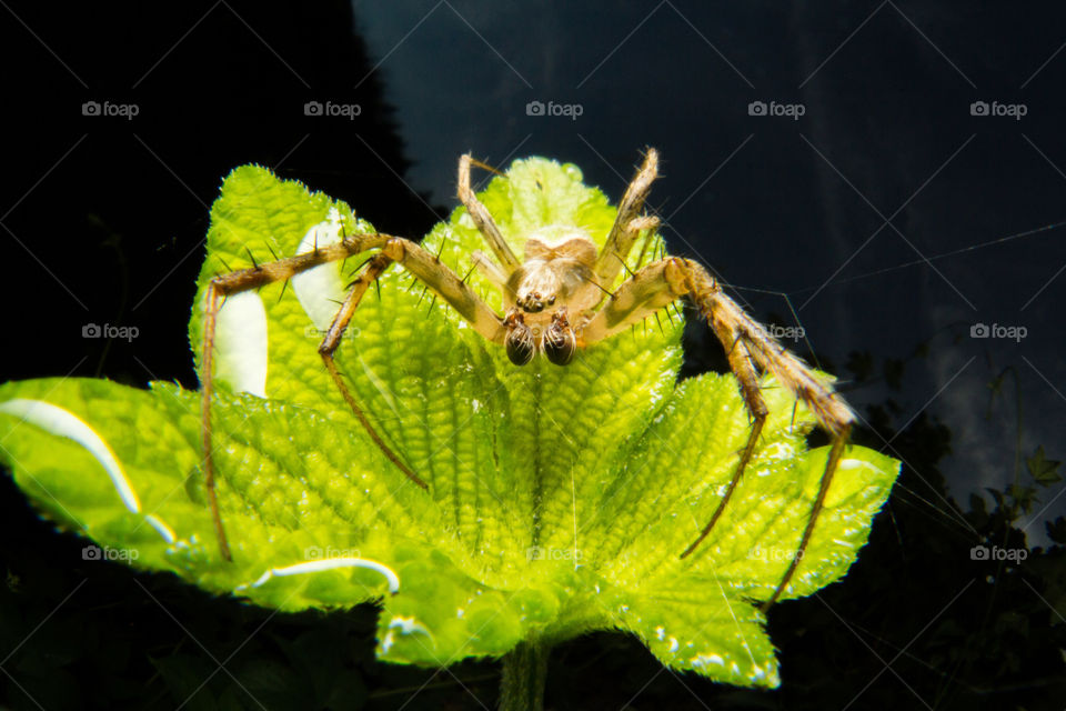 Green Spider