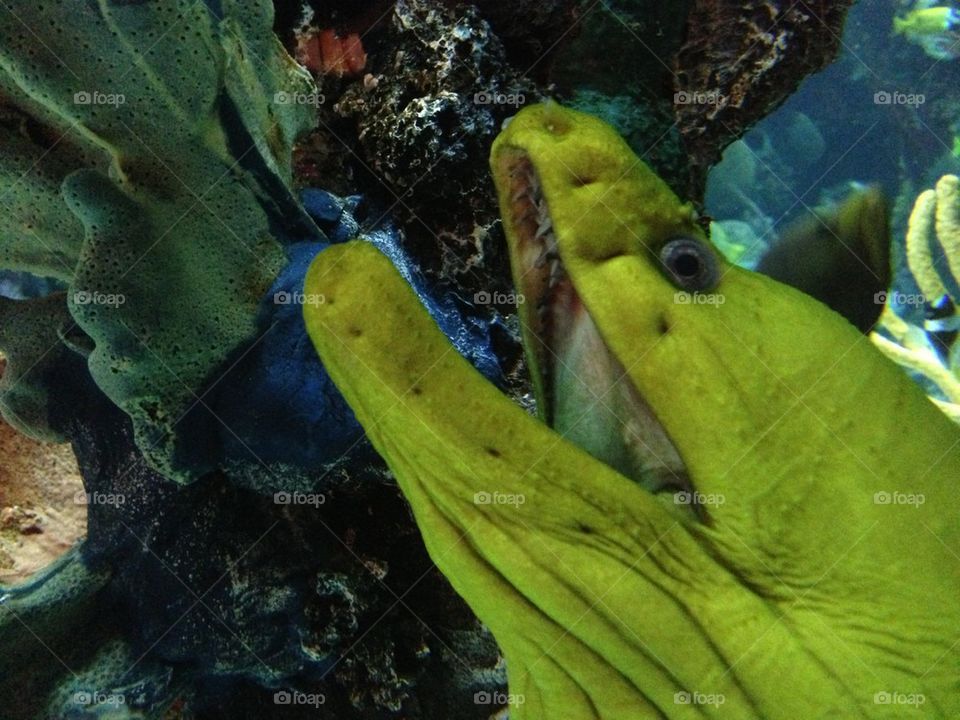 people teeth water fish by itsAus