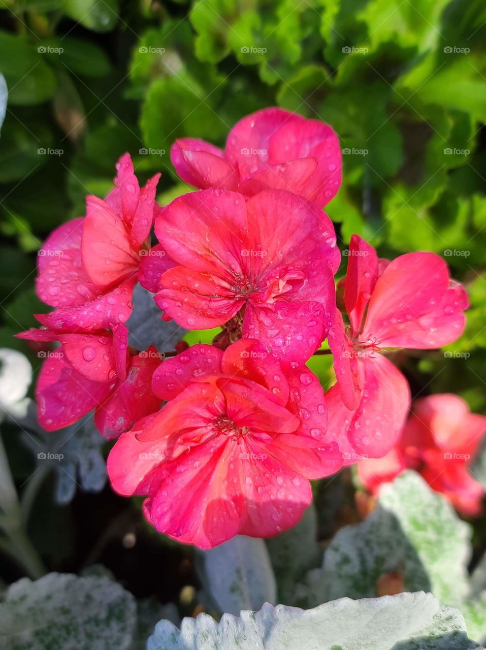 Geraniums