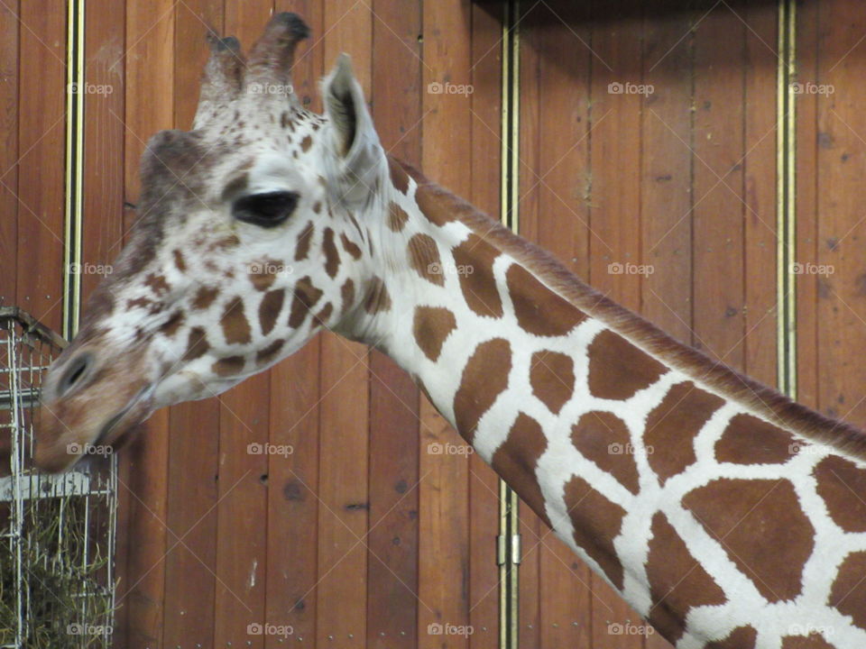 Inquisitive giraffe at cologne zoo in germany