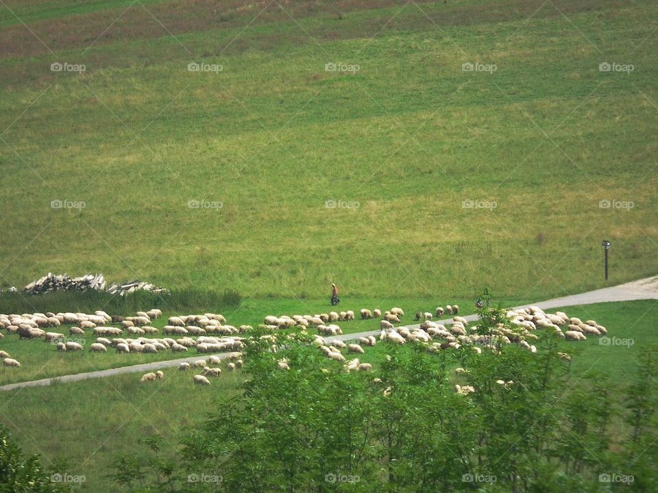 flock of sheep