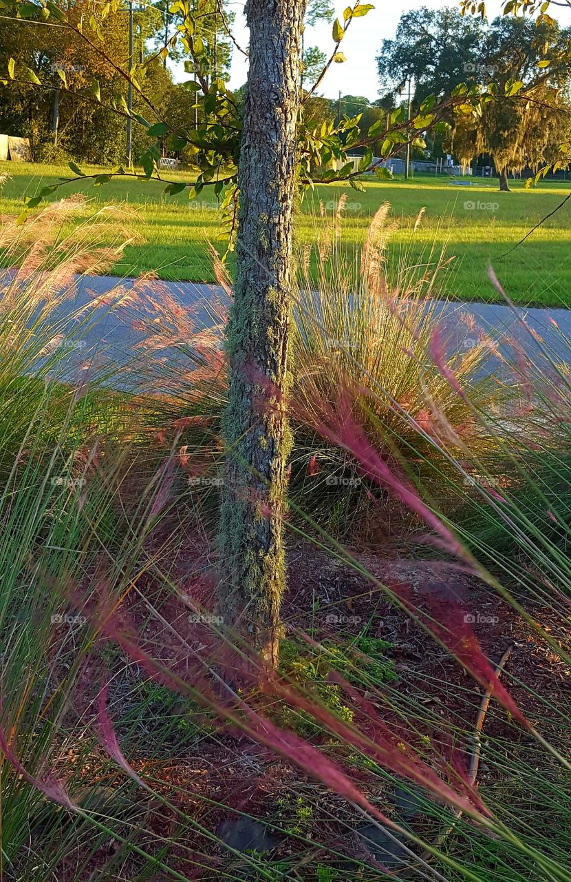 Nature, Landscape, Tree, Wood, Grass