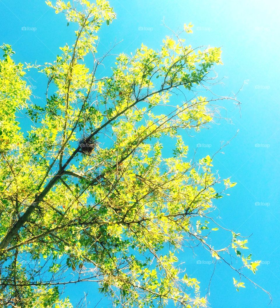 Low angle view of bird's nest on tree