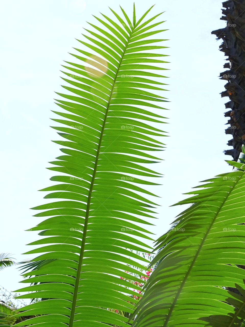 Green I want you green