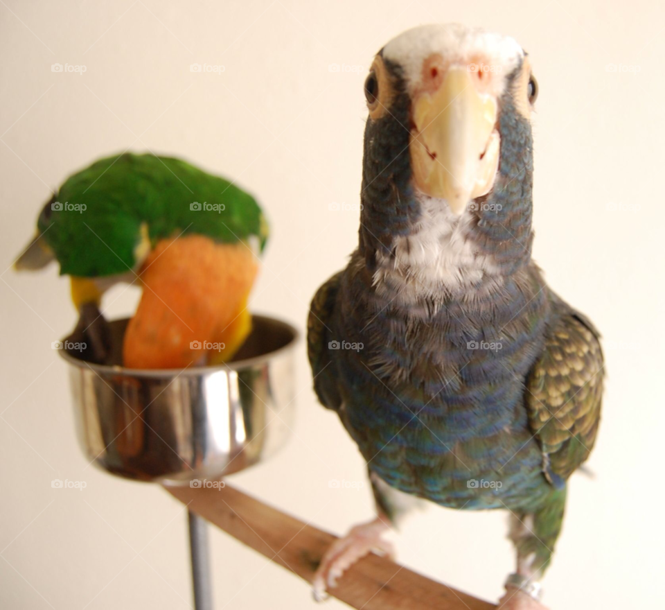 birds bird parrot pets by lightanddrawing