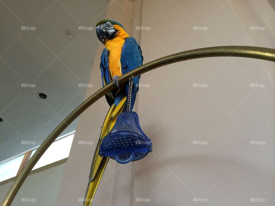 Multi colored parrot