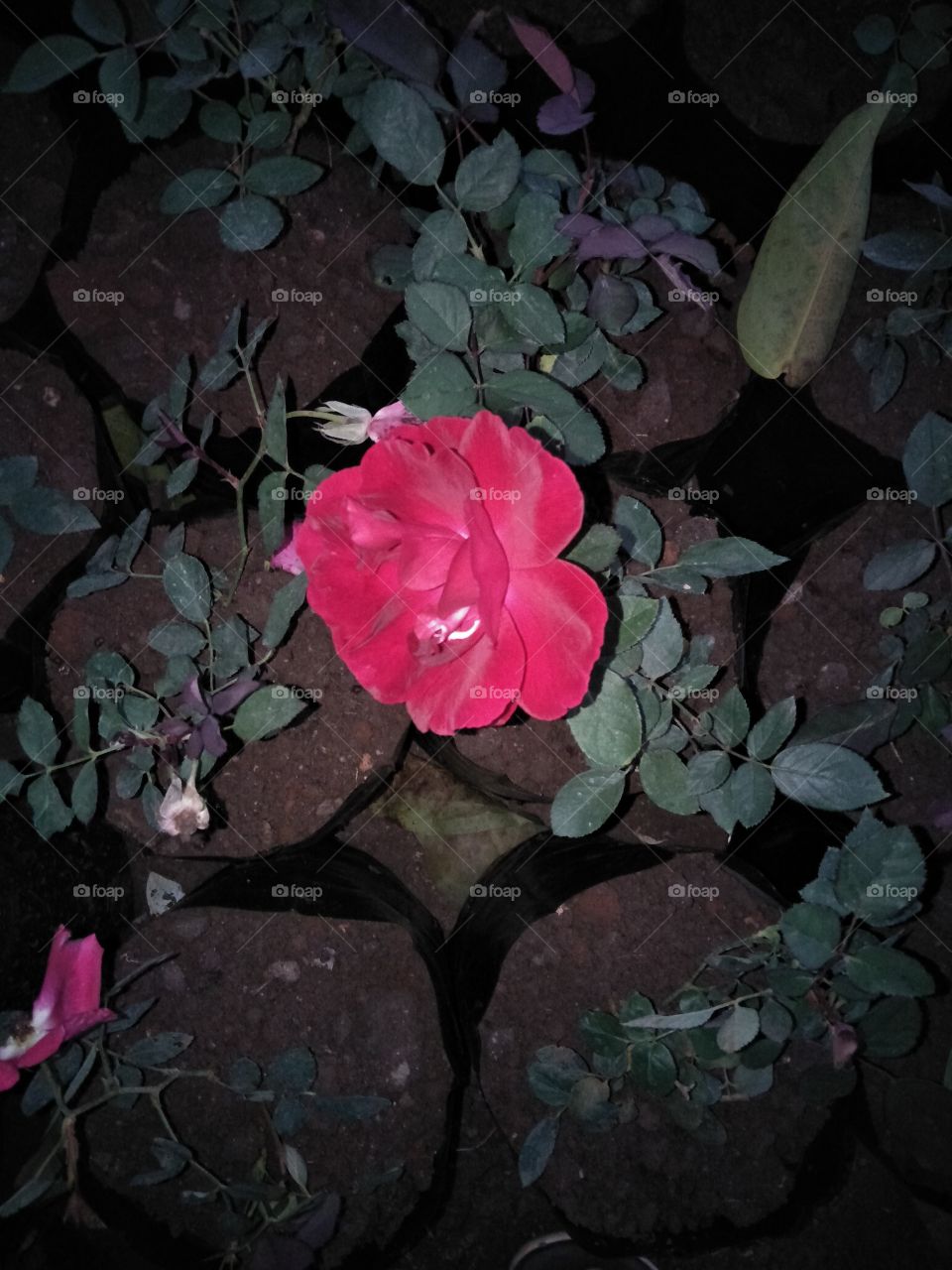 Flower, No Person, Leaf, Rose, Nature