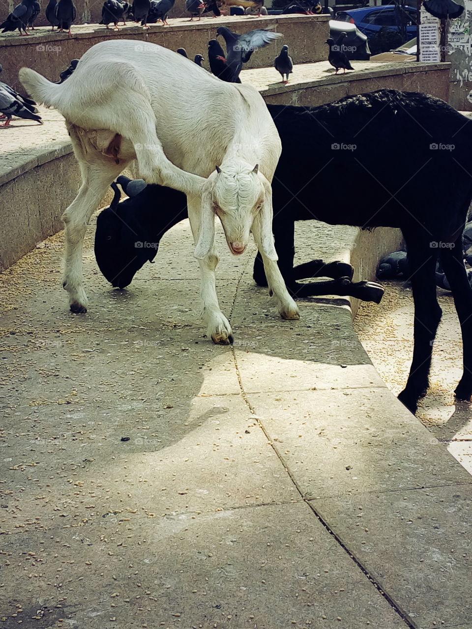 Goat, Black Goat, White Goat, Space,