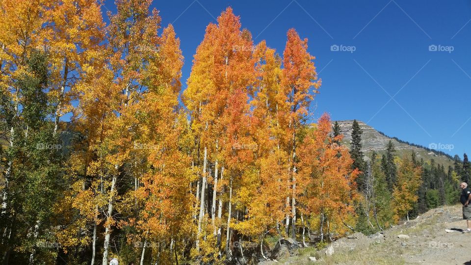 Fall, Wood, Tree, Leaf, Nature