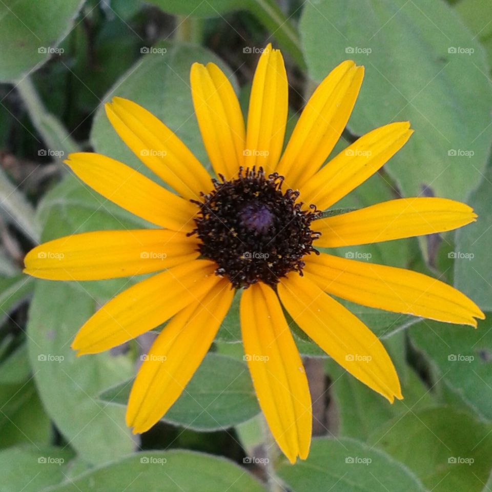 Flower, Flora, No Person, Nature, Summer