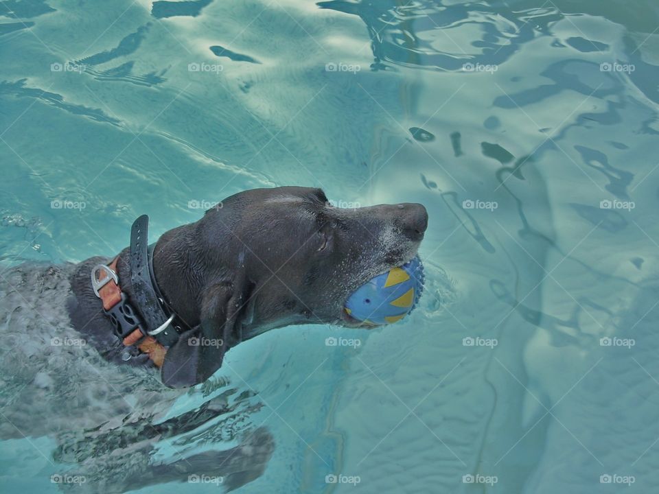 German shorthaired pointer in pool