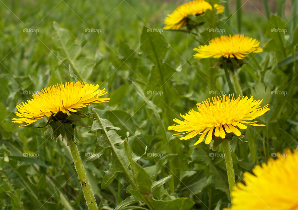 spring flowers . Dandelions