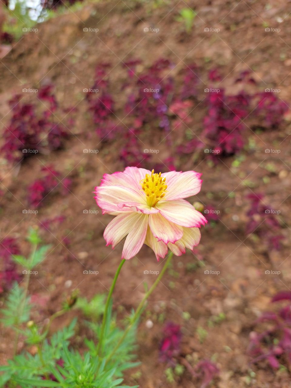 bloom differently and magically