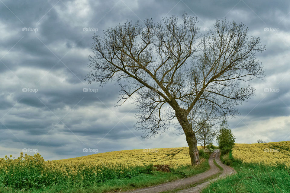 A country road and the lonely tree in a field of blooming yellow rape during cloudy weather