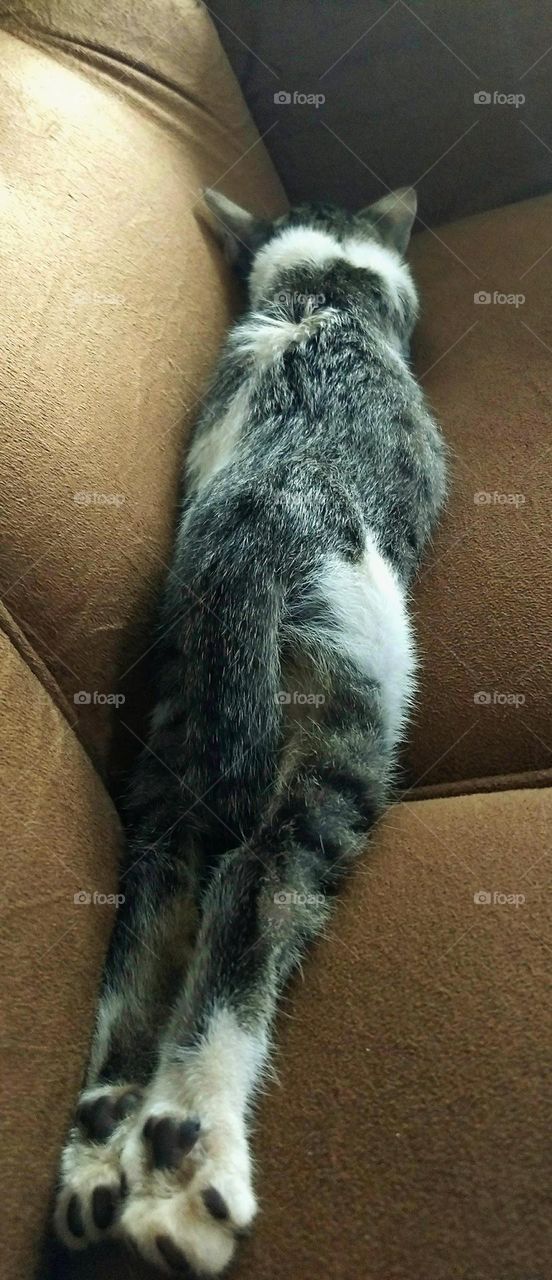 What a different and charming way this kitten managed to take a nap on the couch! Unusual, a cat sleeping on its stomach...