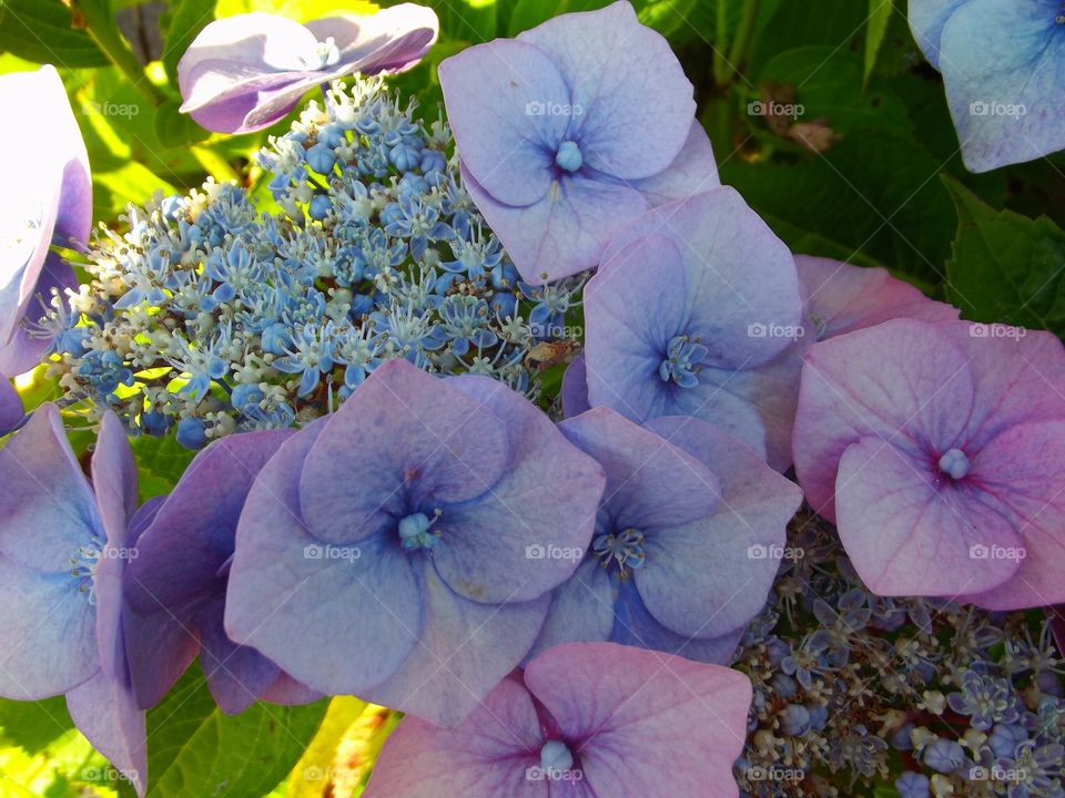 Hydrangea