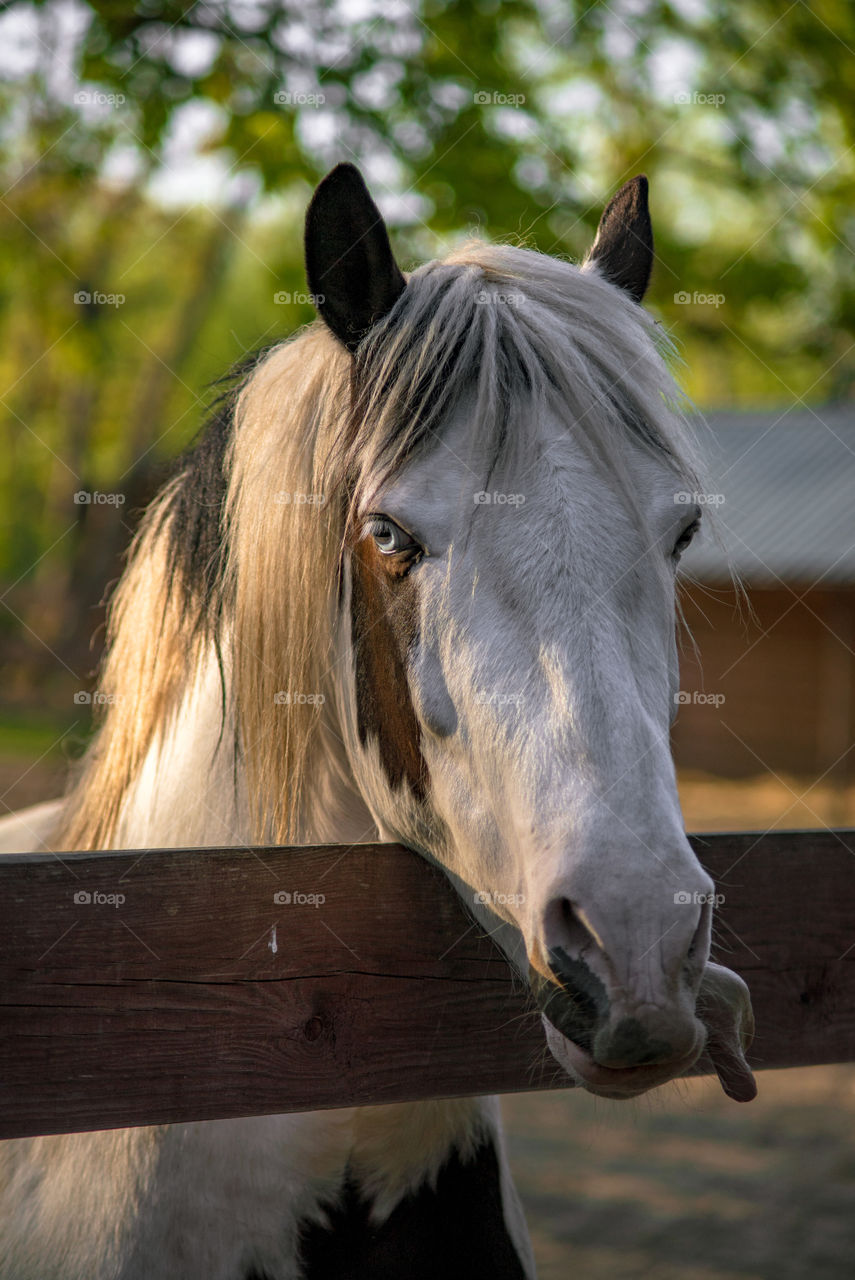 Magic horses