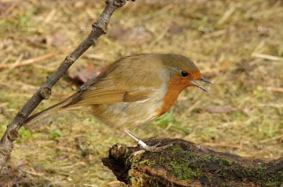 Robin perching on a tree log