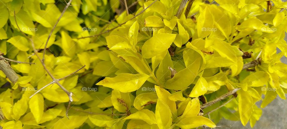 Yellow Leaved Bush in the Spring !