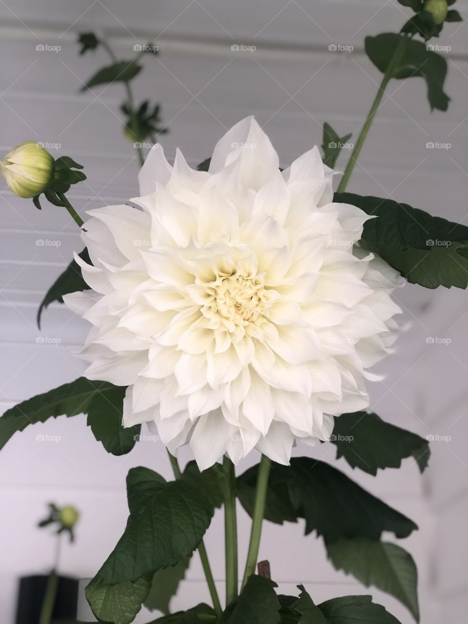 Big Dahlia