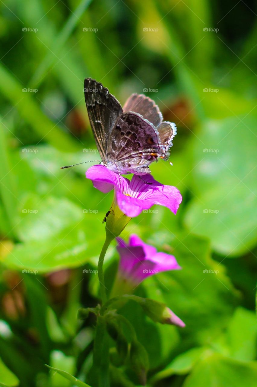 Butterfly perched on the flower
