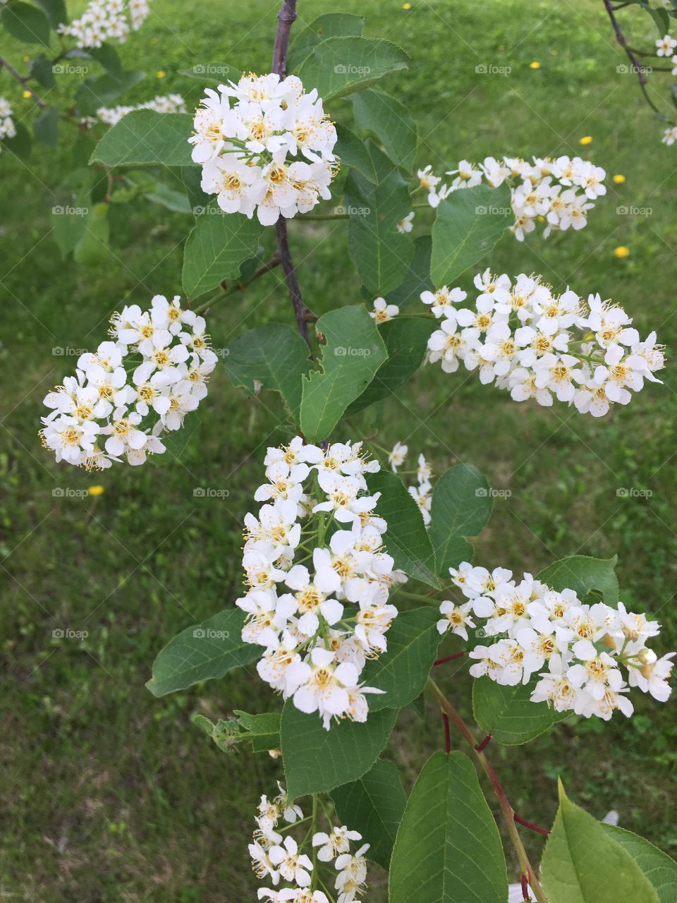 Flowering tree 