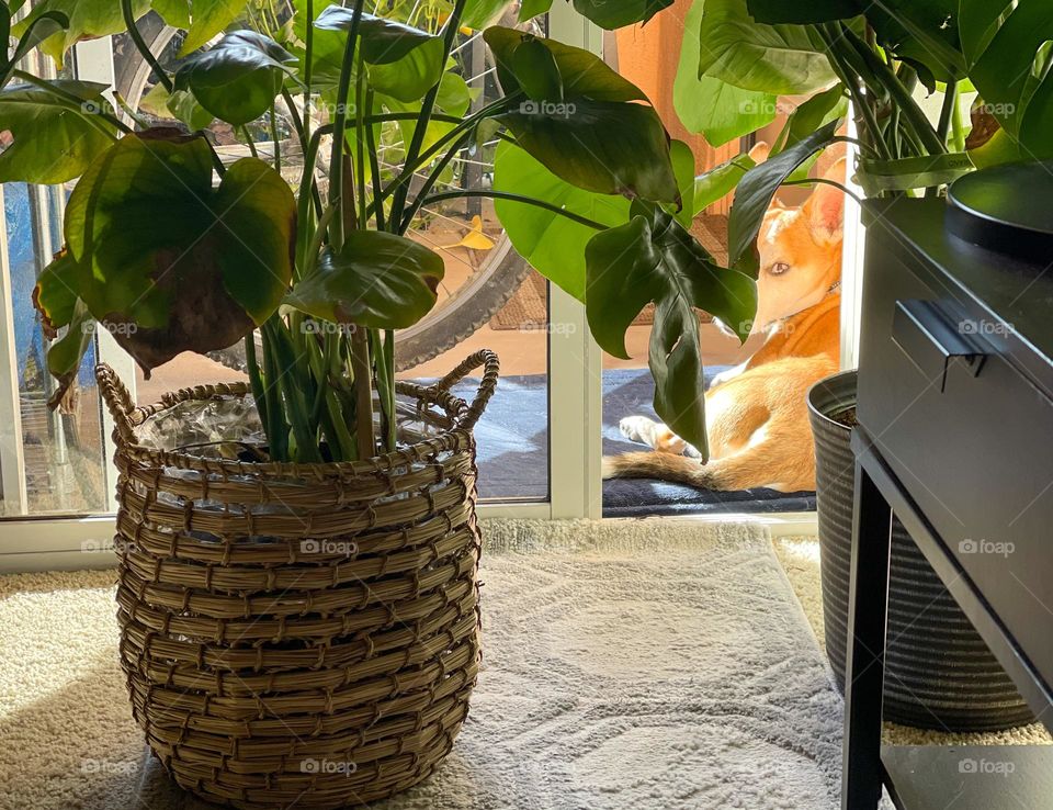 Dante relaxing in the sun 