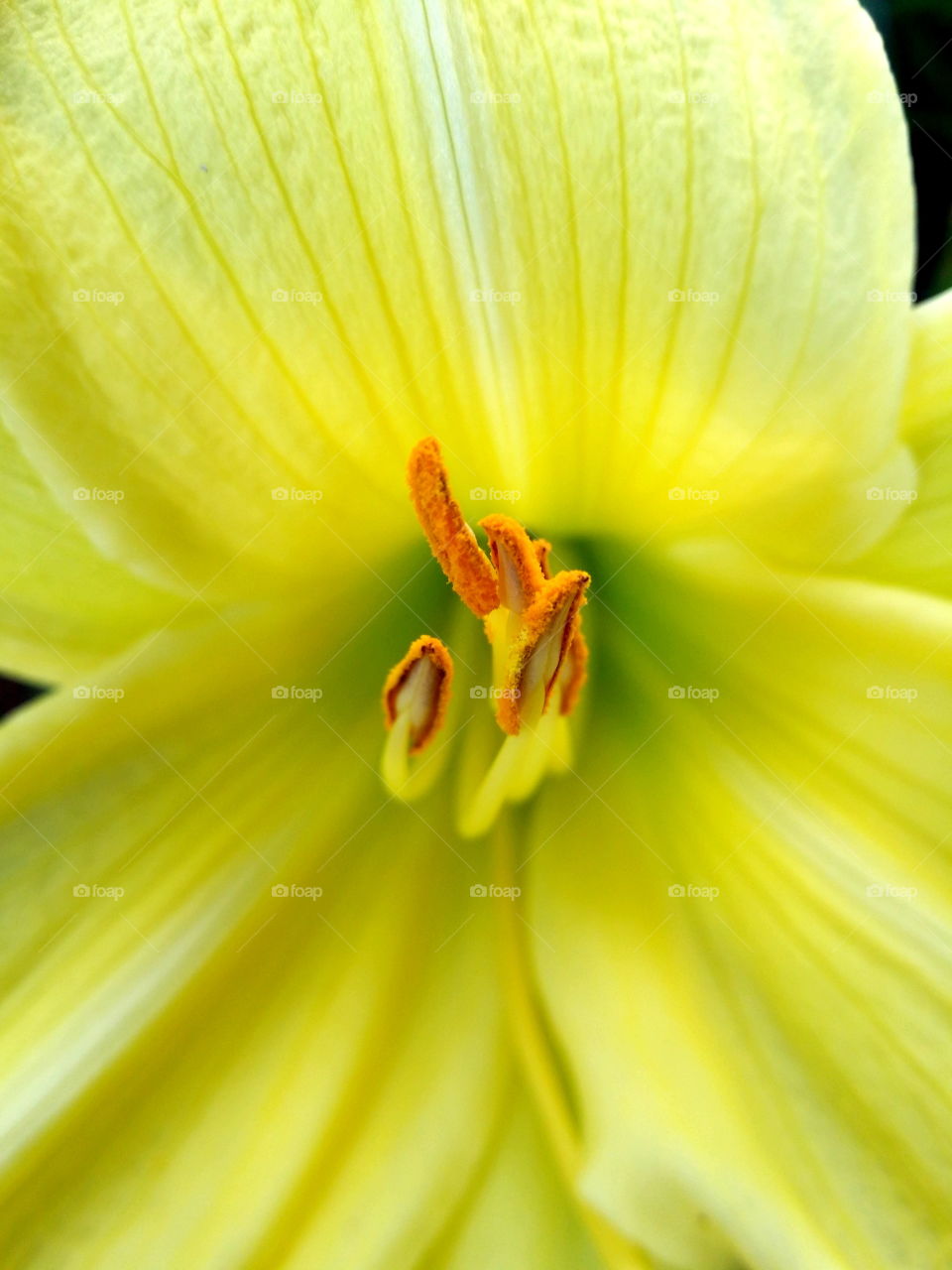 yellow lily