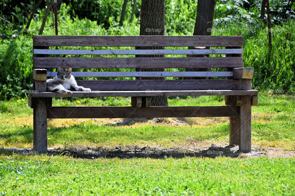 The wild cat that leaves in the park and feed by the community that surrounds the area. 