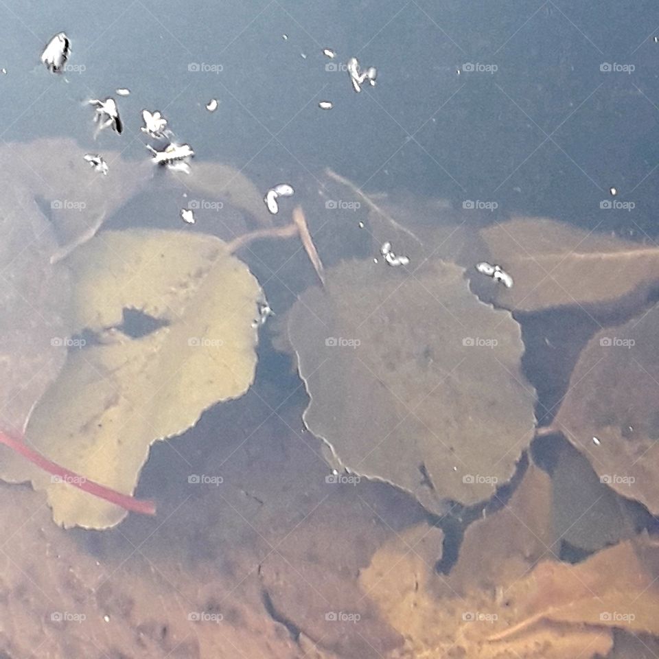 black water container  with sunken leaves and dead mosquitoes