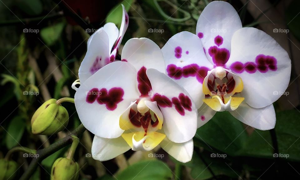 White and dark pink orchids—taken in Chicago, Illinois 