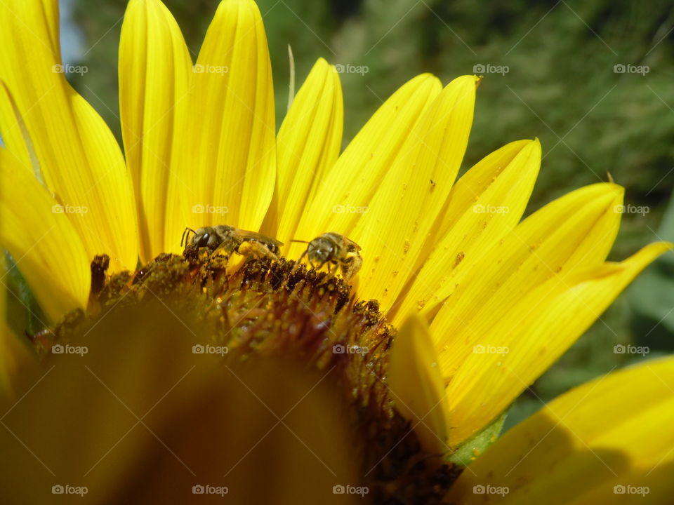 busy bee 🐝. This is another picture of the Texas sunflower 🌻.... 👣 🚶 🏃 🔥 💨