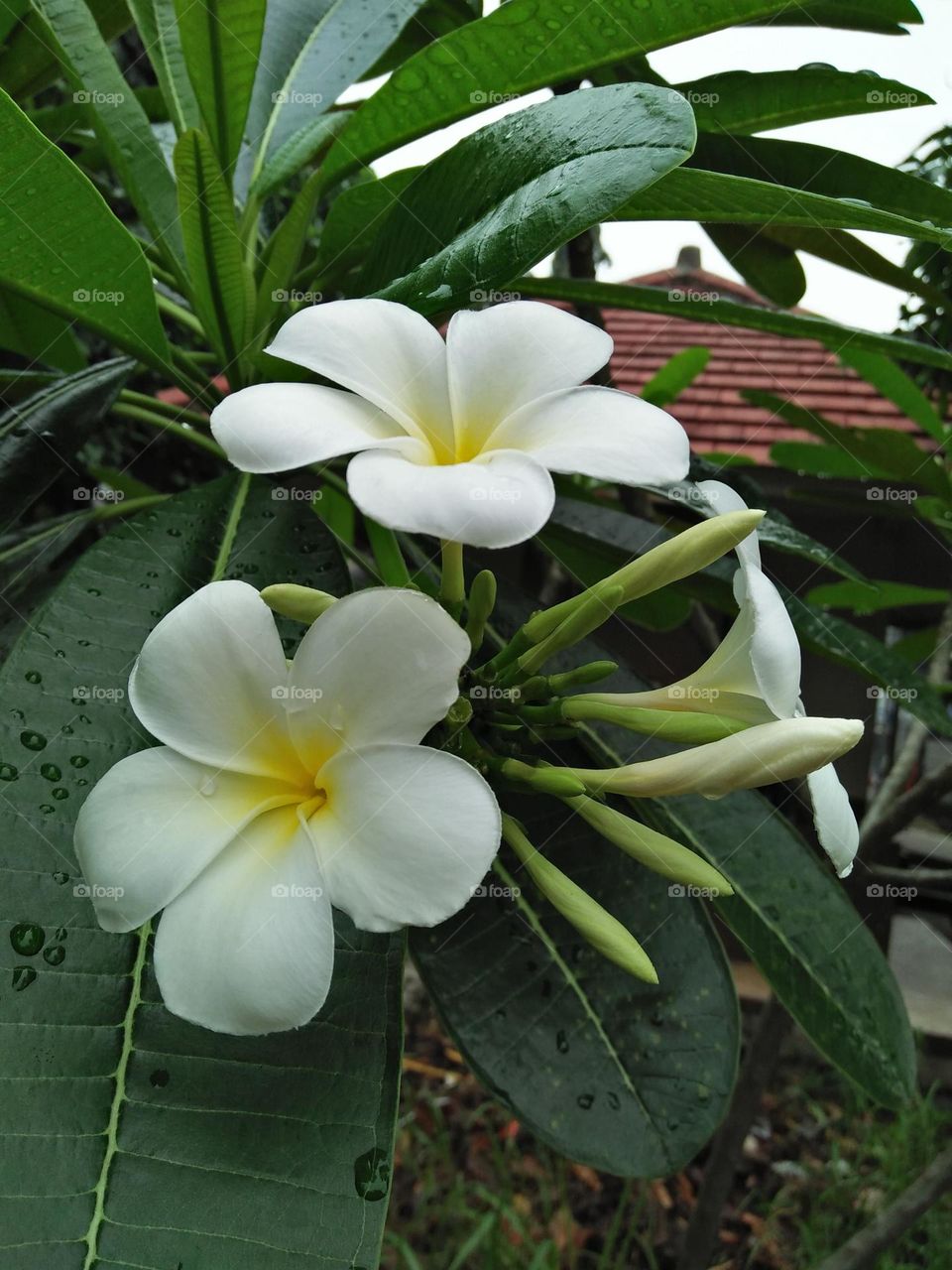 Frangipani white flower