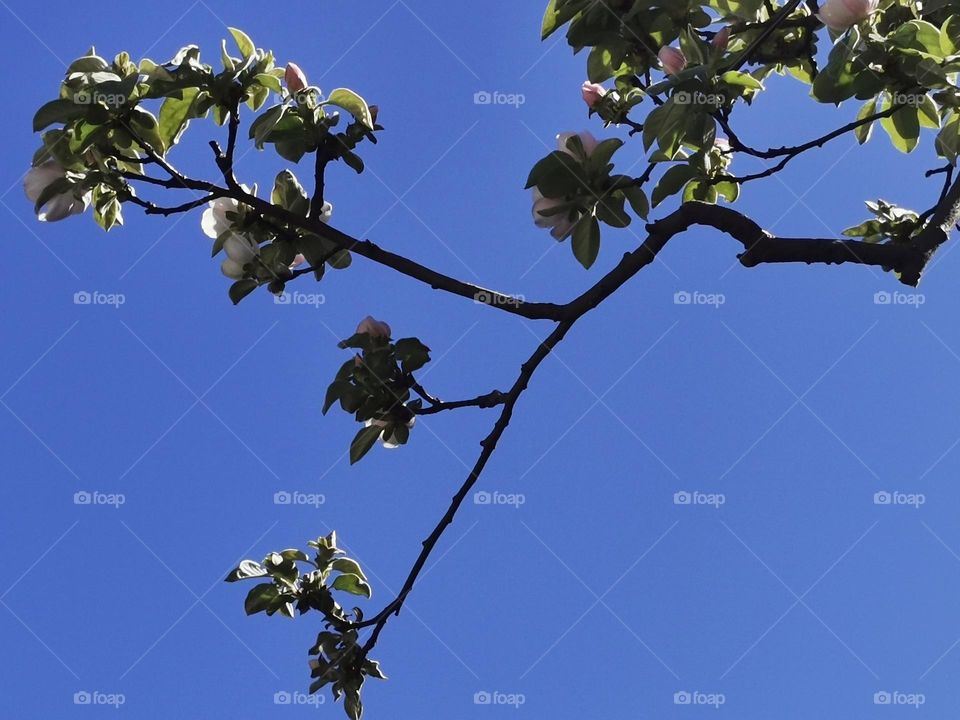 Branch of flowering quince tree