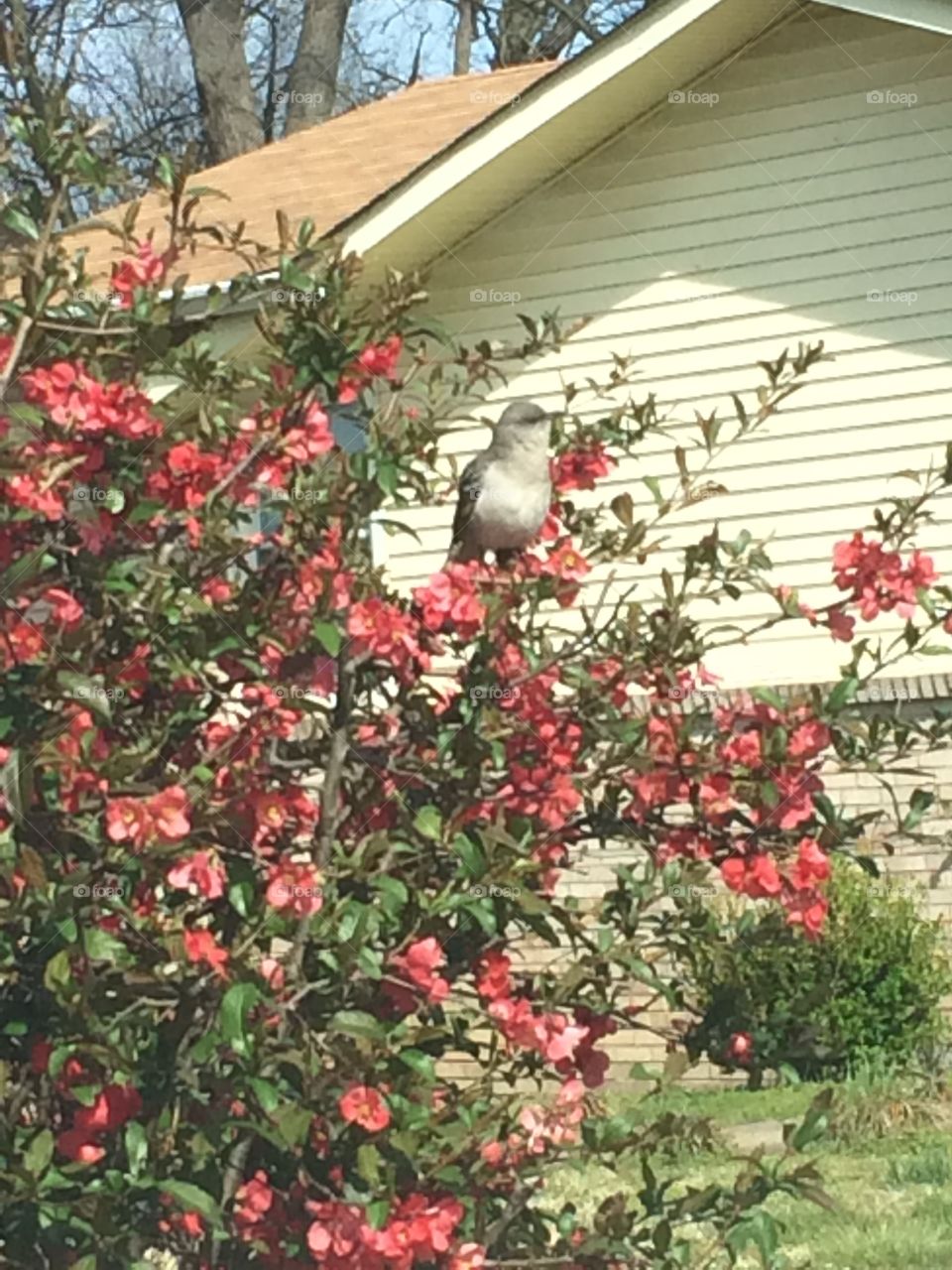 Sing my feathered friend sing