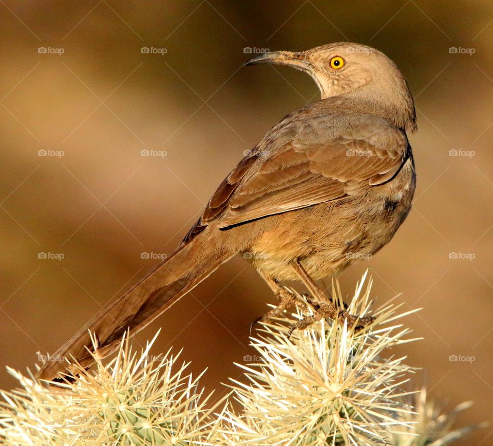 Curve Billed Thrasher on Cactus