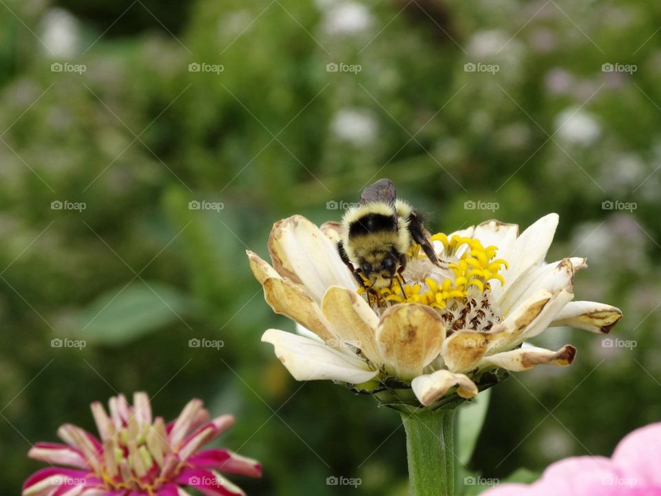 Bumblebee Pollinating A California Wildflower. Bumblebee Hard At Work