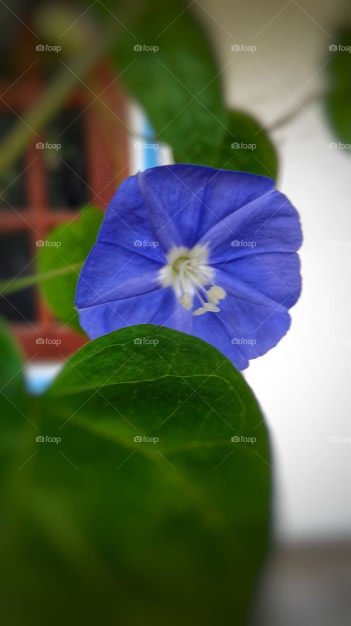 blue colour flower