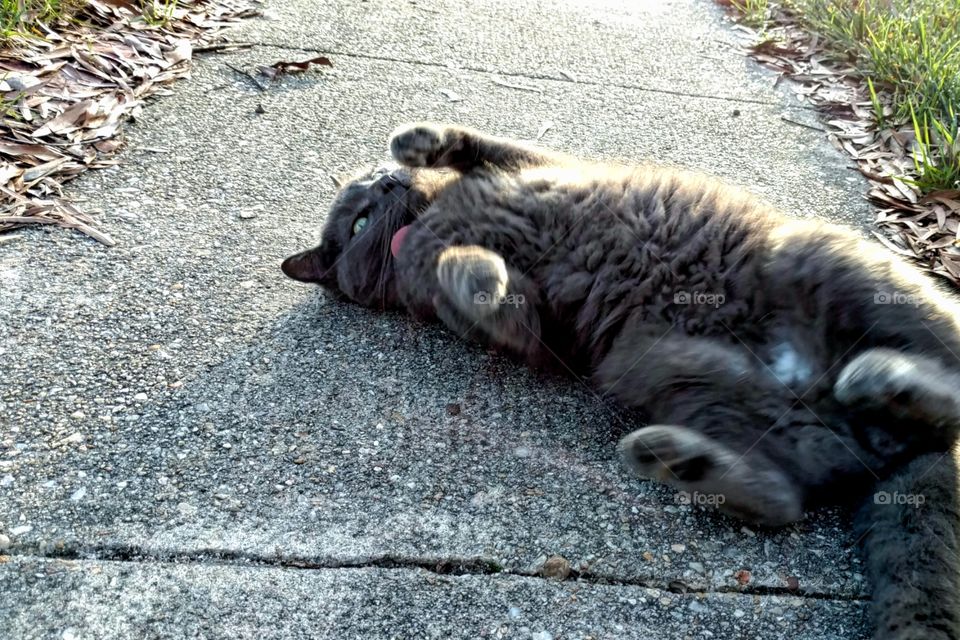 Silly Grey Cat Rolling on Sidewalk