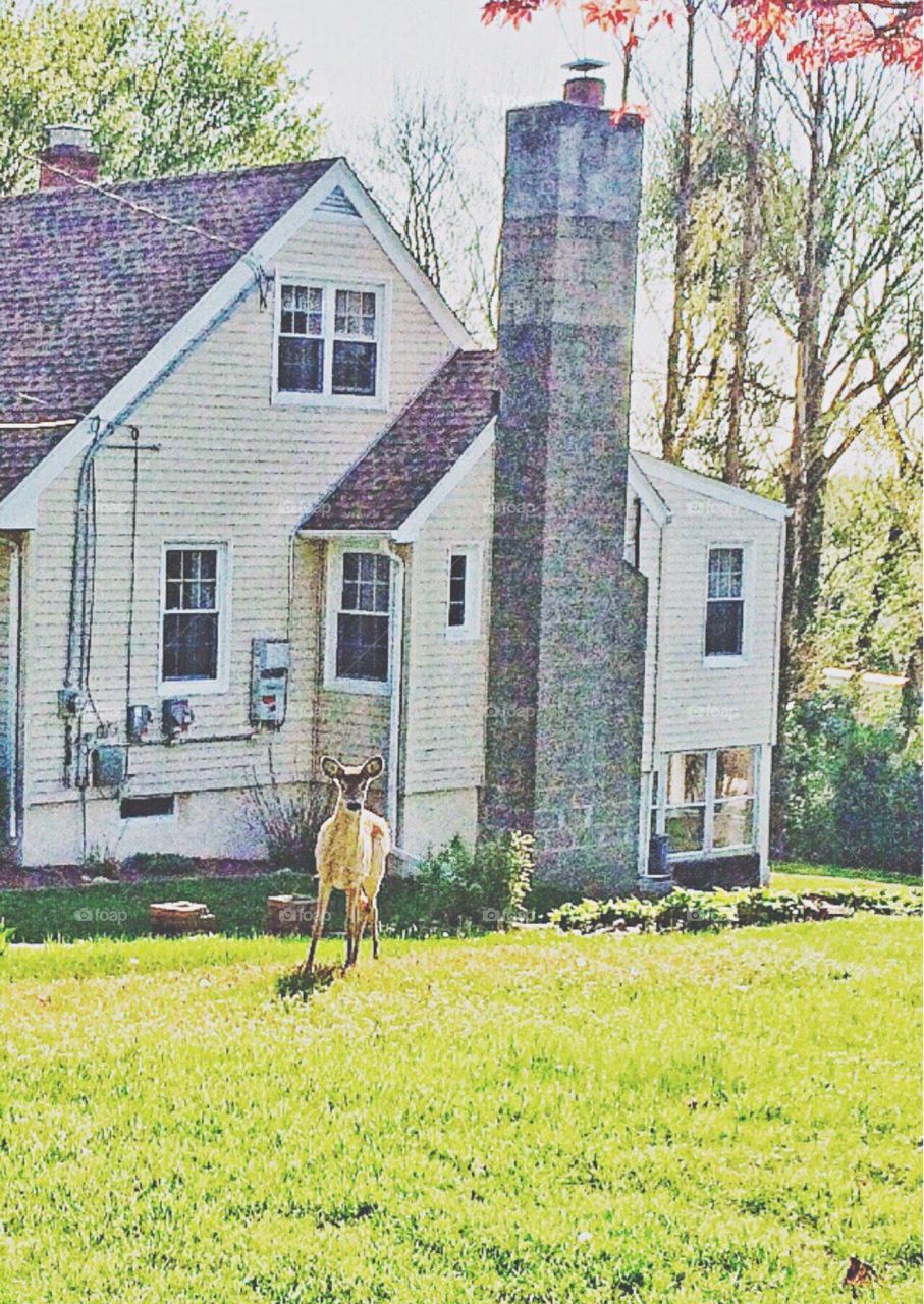 Neighbourhood deer siting, not my best picture though, too busy trying not to spook her... 