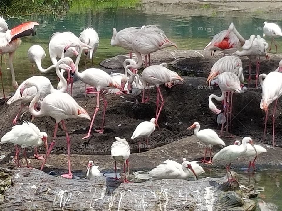 A flamboyance of flamingos relax by the water.