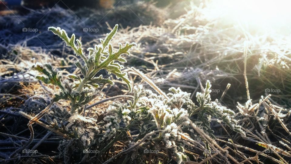 Green Weeds in the Winter Frost at Sunrise