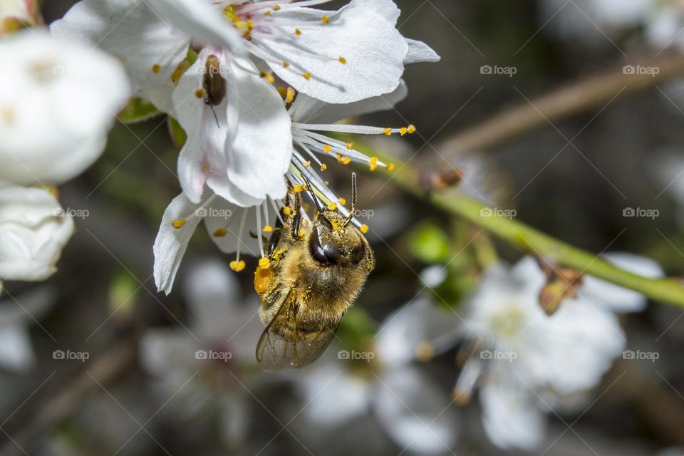 Spring flower with a bee.