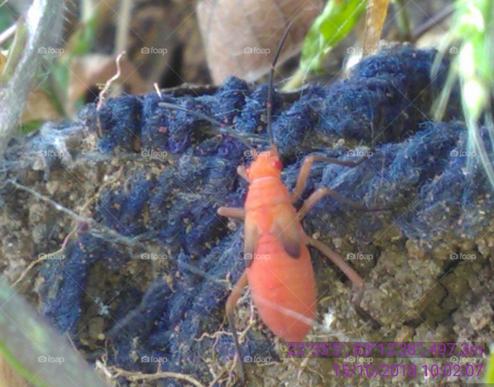 This is a very nice brown insects in the local forest.