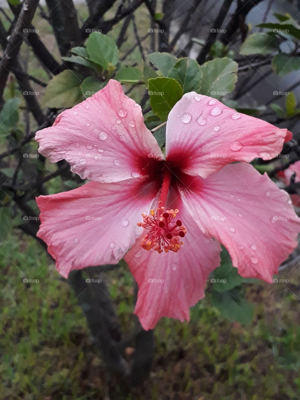 naturaleza después de la lluvia, flor