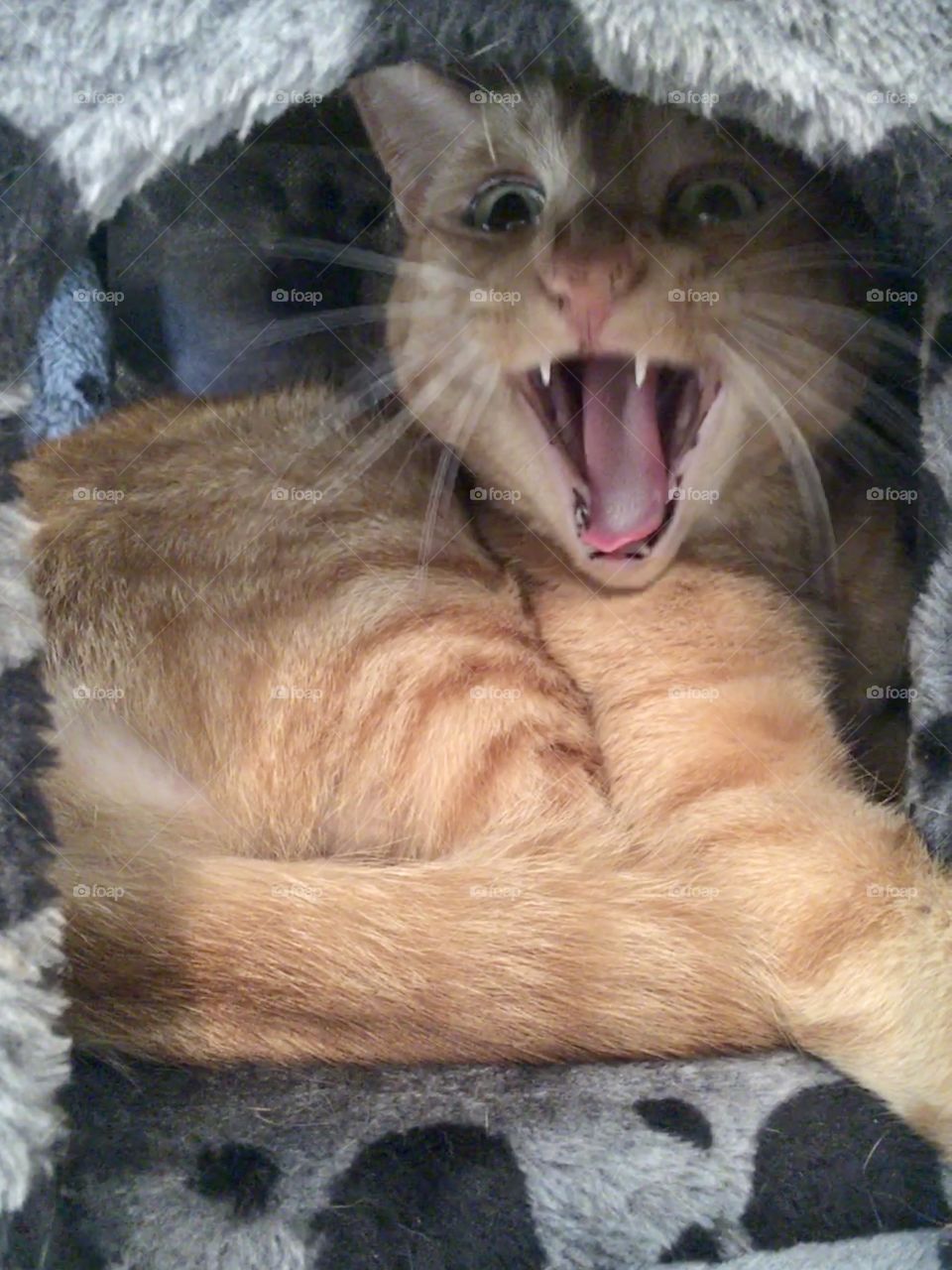 Adorable ginger kitty 🐱