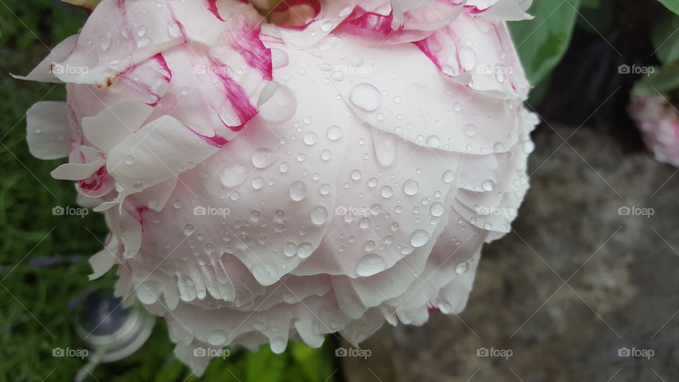 flower in rain